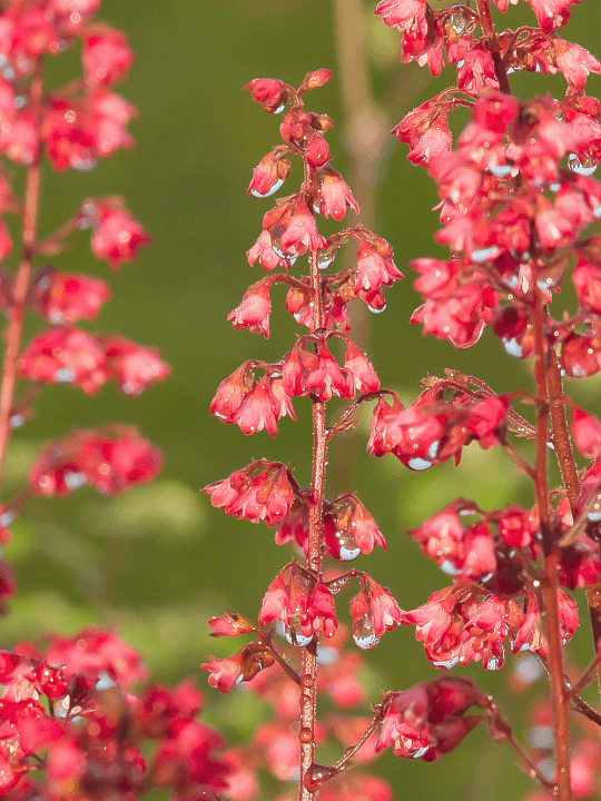 Heuchera Paris